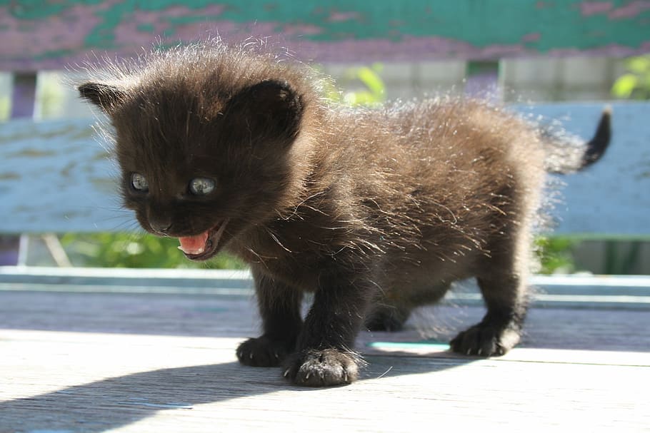 long-coated black kitten, fear, schreck, cat, anxiety, terrible fear, atrocities, baby cat, kitten, gray