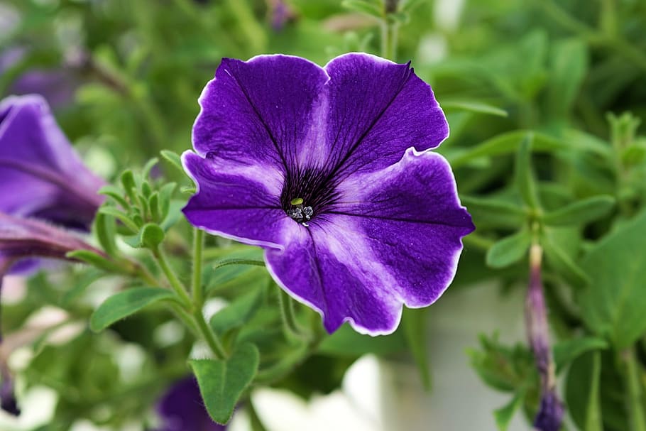 close-up photography, purple, Petunia, Flower, Blossom, Bloom, Plant, blue, nature, close-up