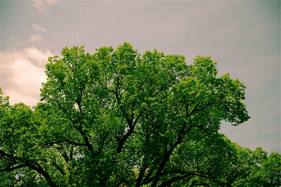 green, trees, grey, sky, lush, leaf, tree, leaves, nature, green color