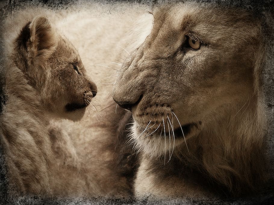 lion, cub, looking, lion cub, baby animal, animal, wild animal, animal world, mammal, young lion