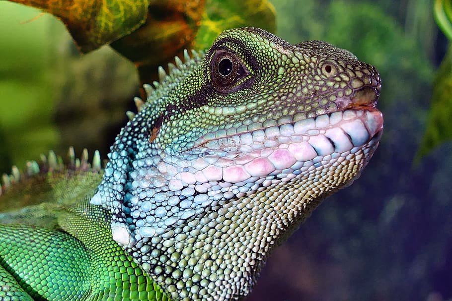 close, green, white, lizard, close up, chinese water dragon, male chinese water dragon, chinese, male, dragon
