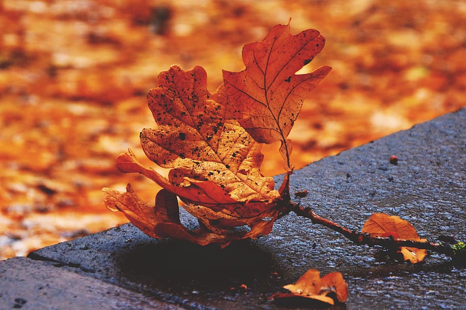 широкоугольный выстрел, падшая осень, листья, падший, осенние листья, природа, осень, естественный, лист, желтый