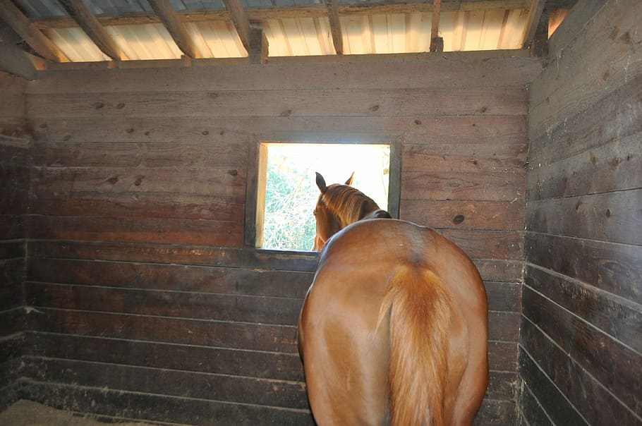 horse, stable, window, animal, farm, equine, mane, mammal, domestic, animal themes