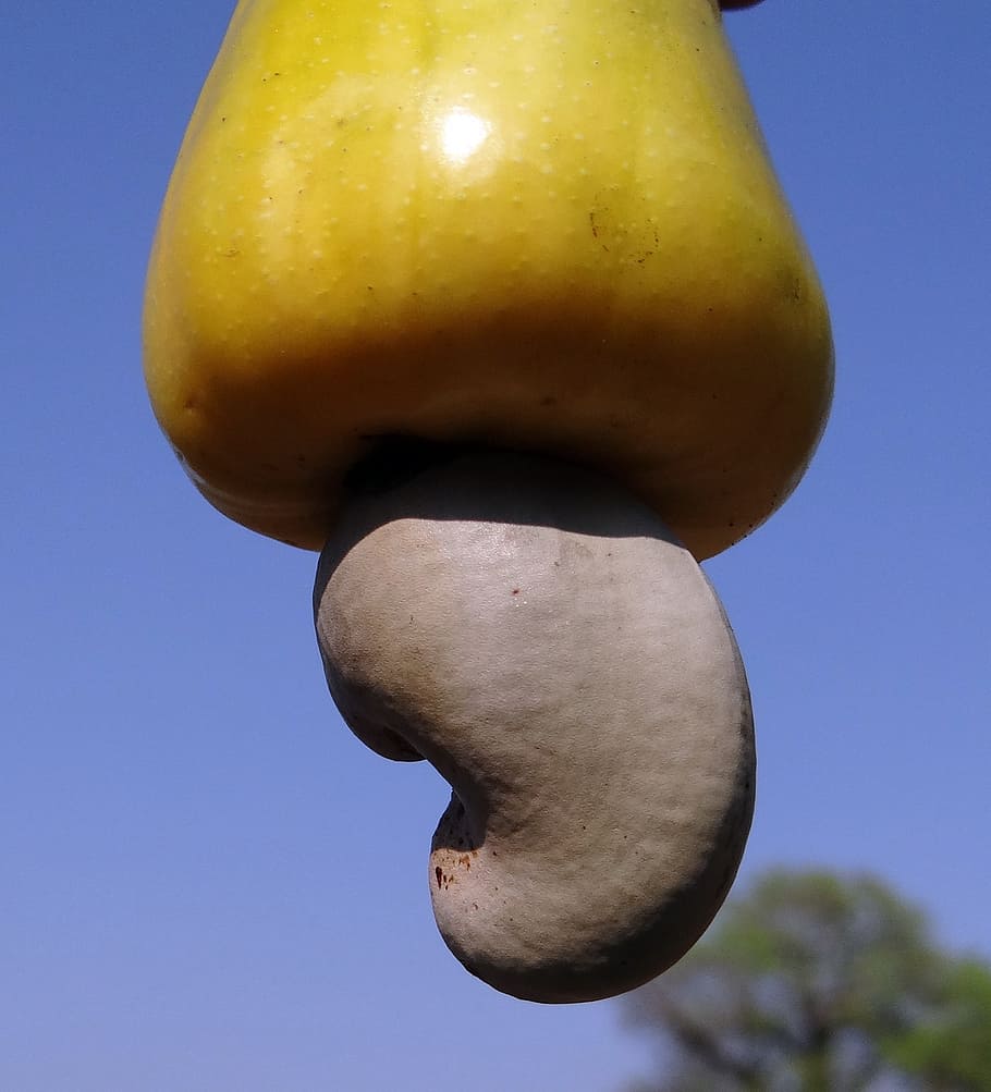 close-up photography, yellow, cashew fruit, cashew nuts, fruit, tree, anacardiaceae, mango family, ripe, india
