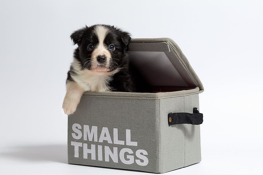 black, white, border collie puppy, small, things bag, dog, isolated, cute, pet, puppy