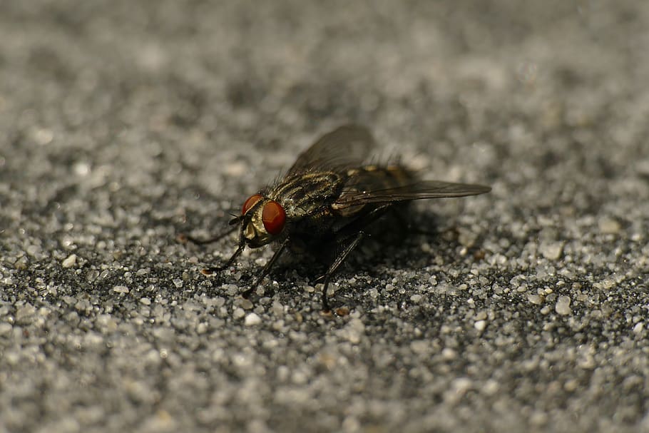 fly, macro, compound eyes, insect, close up, invertebrate, animal, animal themes, one animal, animals in the wild