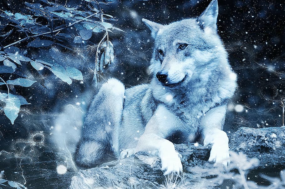 foto, blanco, lobo, animal, depredador, art, vendimia, nieve, naturaleza, álbum de recortes