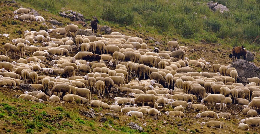 rebanho, ovelha, capra, animal, verde, prato, grama, grande grupo de animais, mamíferos, gado