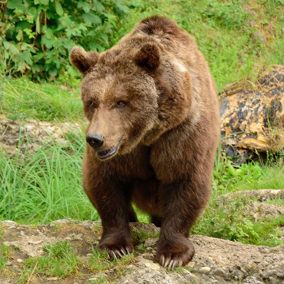 bear, brown bear, wild animal, mammal, predator, fur, head, paw, force, animal wildlife