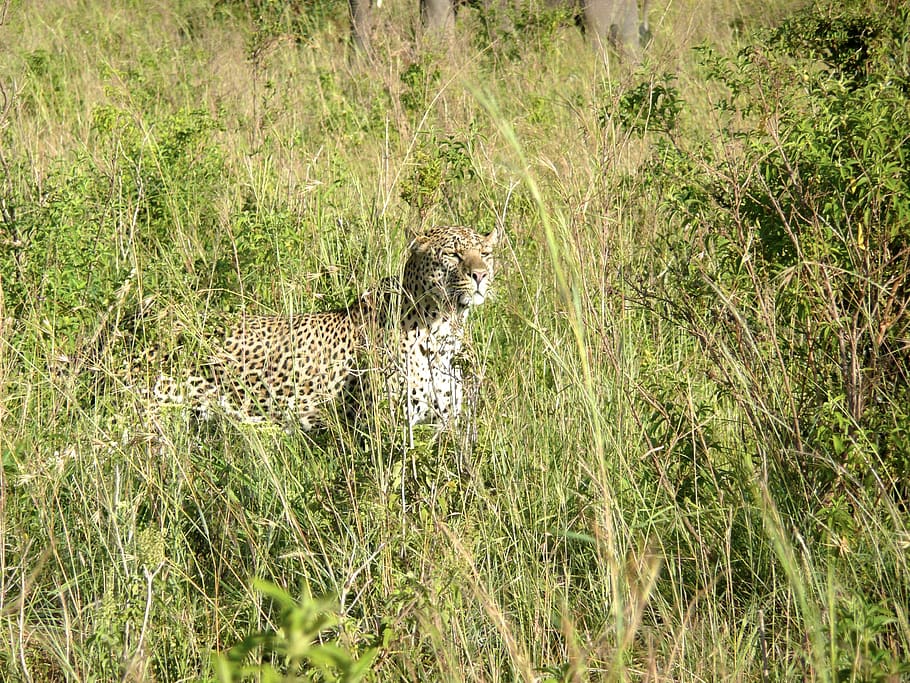 leopard, masai, mara, kenya, africa, cat, big, wildlife, animal, safari
