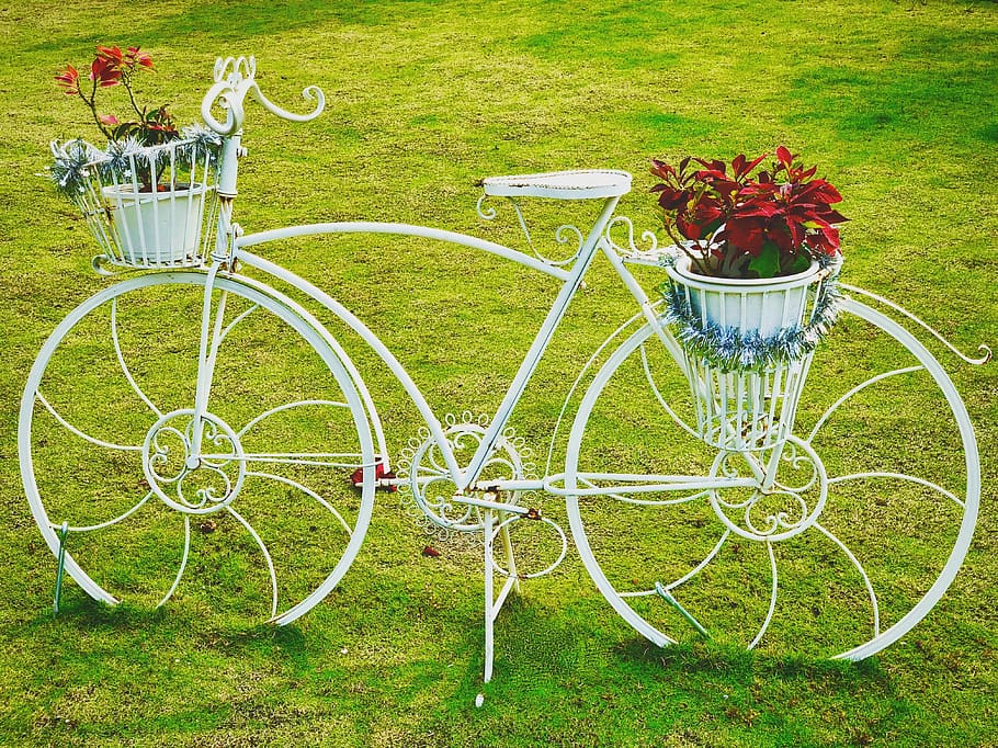 lawn, field, wheels, garden, bicycle, romantic, flower, landscaping, transport, winter jasmine