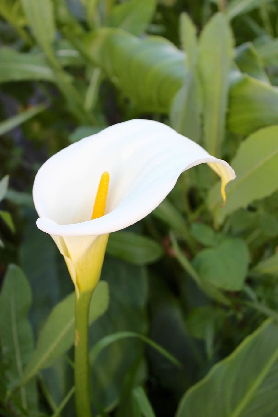 lily, white lily, flower, white, flora, blossom, nature, plant, garden, bloom