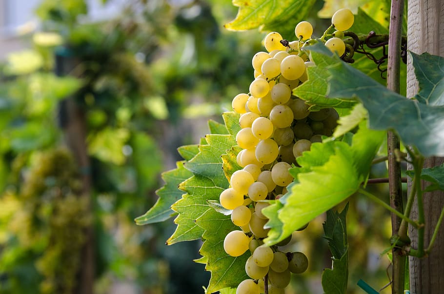white wine, wine, grape, grapes, vine, fruit, winegrowing, grapevine, ripe, fruits