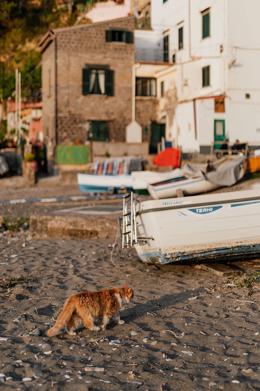 cat, Italy, pet, pets, animals, animal, stray, kitty, Cats, Sorrento