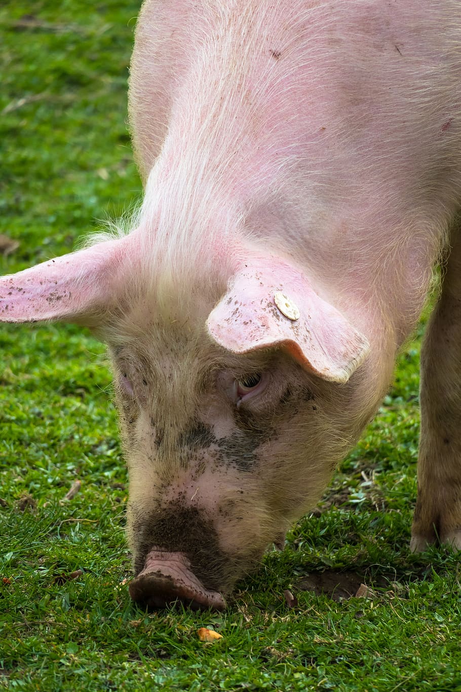 pig, eat, domestic pig, sow, bristles, bristle cattle, agriculture, livestock, cattle, animal