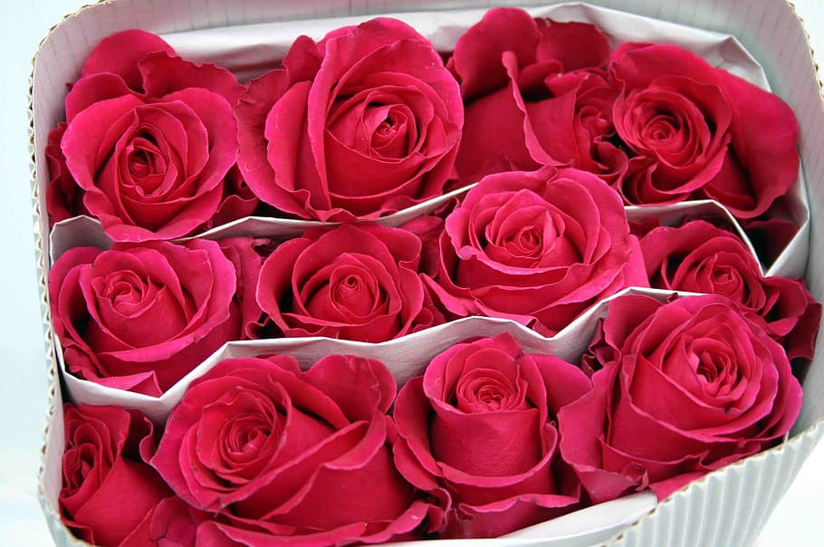 Roses, Fuchsia, Package, rose - flower, flower, red, petal, celebration, high angle view, rose