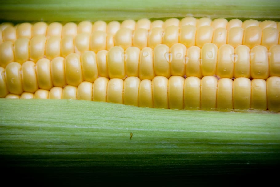 corn, sweetcorn, vegetable, health, healthy, food, lunch, grow, garden, organic