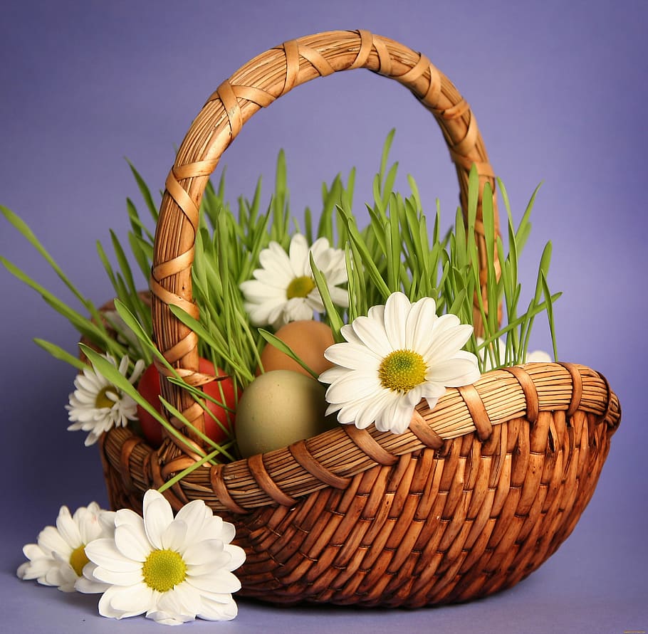 white, daisy flowers, Basket, Grass, Chamomile, flower, easter, studio shot, springtime, flowering plant
