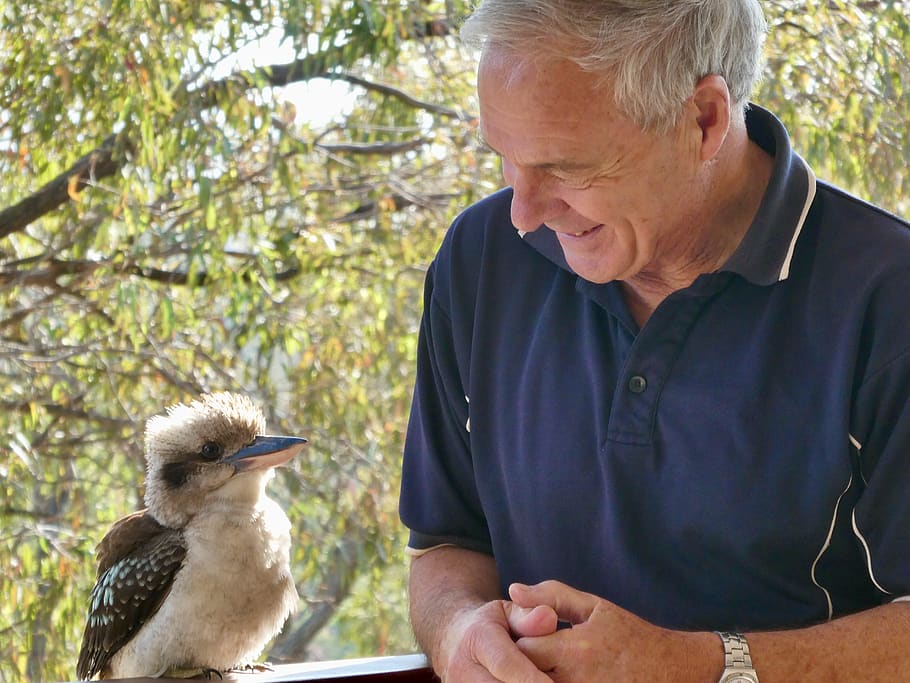 kookaburra, laughing, australia, cute, kingfisher, bird, nature, perched, one animal, vertebrate