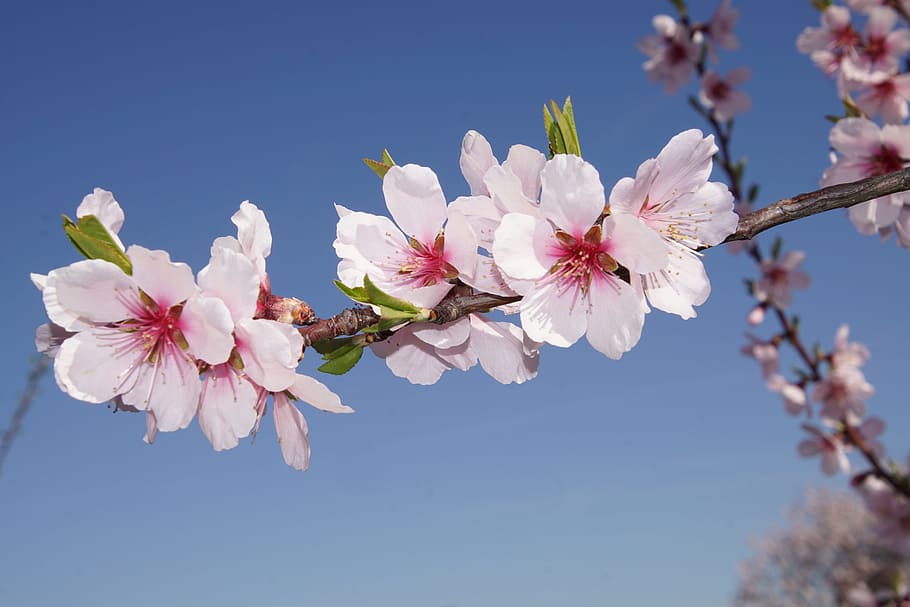 Almond, Blossom, Palatinate, almond blossom, gimmeldingen, musim semi, mekar, mawar, putih, sedikit
