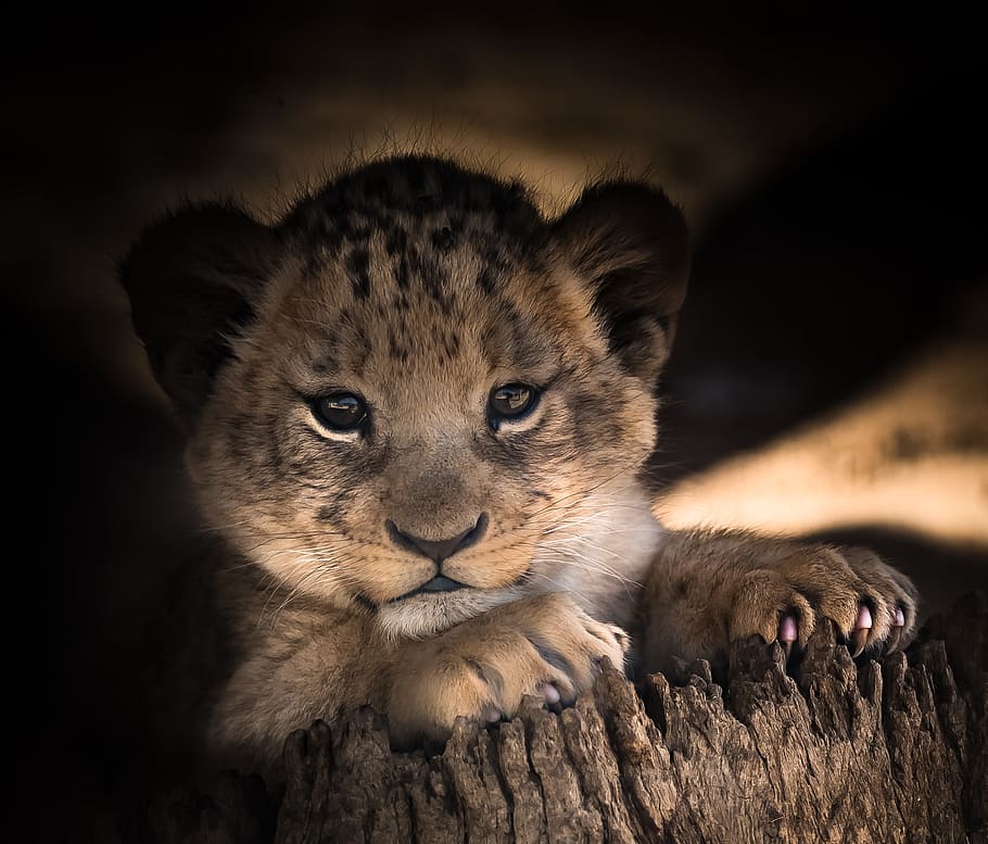 leopard cub, laying, brown, tree stump, lion cub, cute, eyes, smile, happy, baby