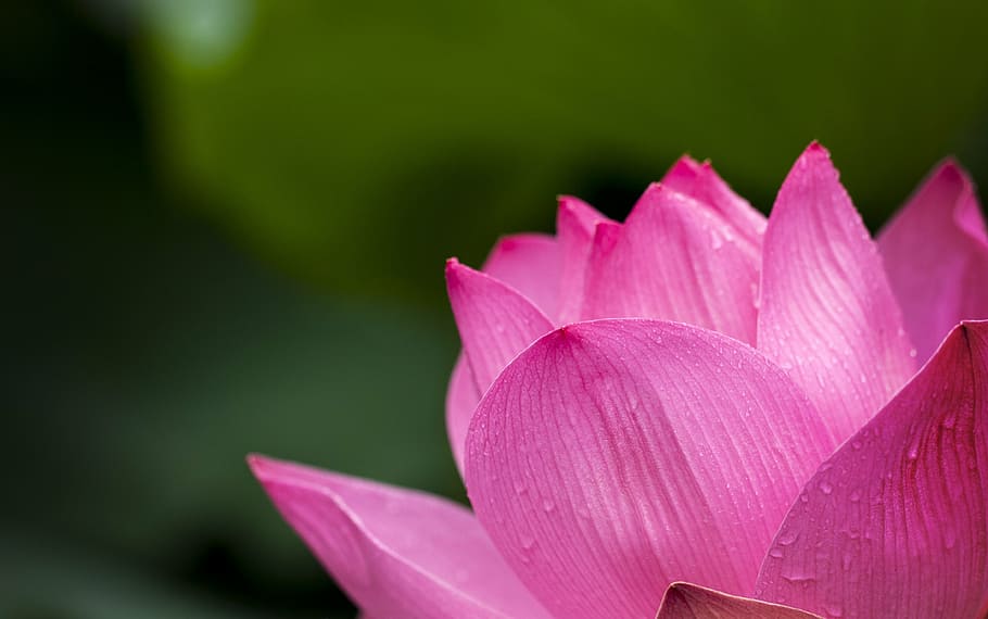 close-up photography, pink, lotus flower, lotus, nature, flowers, water ...