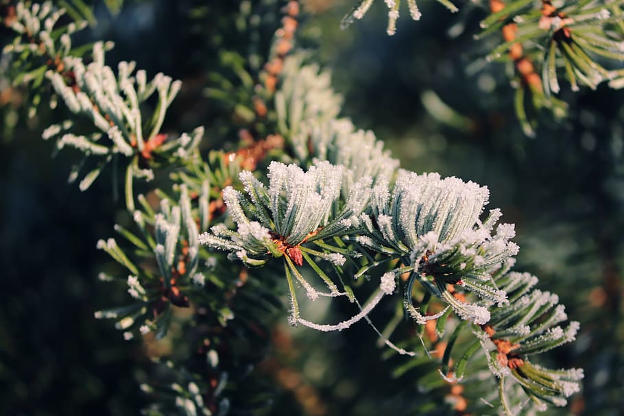 needle branch, conifer, ripe, cold, frozen, nature, branch, needles, evergreen, green
