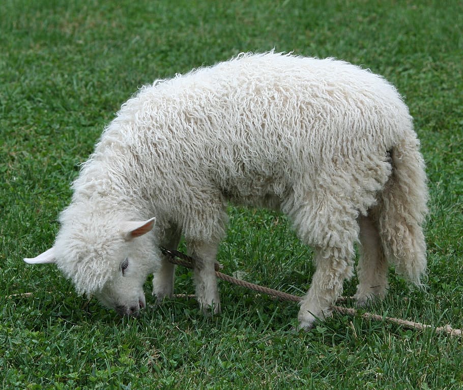 コッツウォルズ羊, 子羊, ペット, ウール, フリース, 家畜, 農村, 田舎, 農業, 牧草地