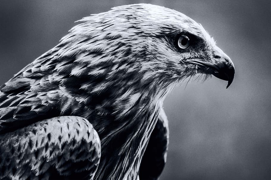 grayscale photo, eagle, bird, milan, black and white, raptor, bird of prey, wildlife, animal themes, animal
