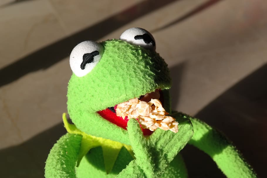 kermit, frog, plush, toy, daytime, cookie, nibble, hunger, eat, small cakes