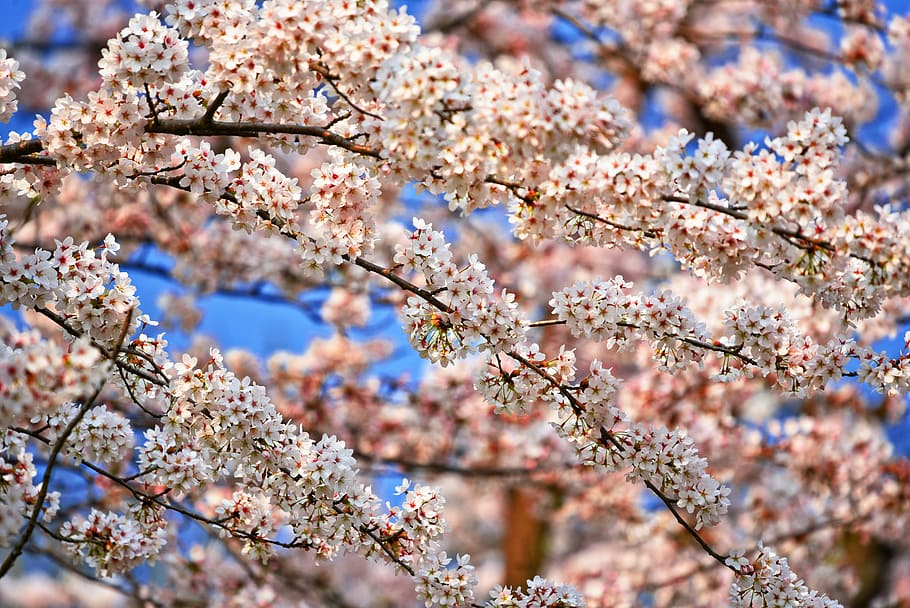 sakura at daytime, cherry blossom, flower, cherry tree, sakura, japanese, spring bloom, springtime, seasonal fresh, april
