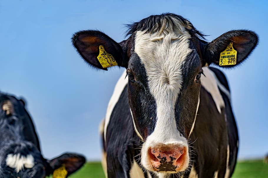 selective, focus photography, black, white, cow, pasture, sky, cows, animal, farm