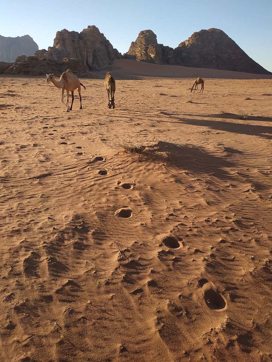 jordan, camp, sand, desert, landscape, dunes, sky, near east, wadi rum, mountain