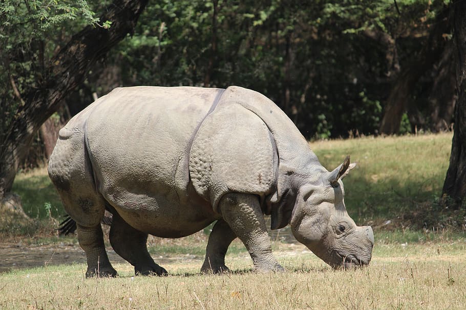 rhinoceros, zoo, animal, wildlife, wild, nature, mammal, big, safari, barbaric