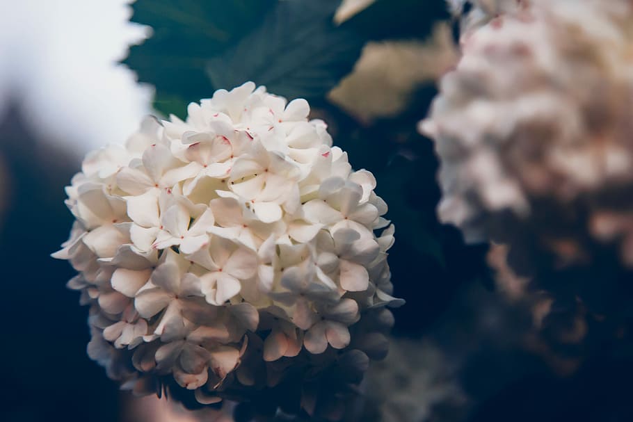 closeup, foto, putih, bunga petaled, bunga, hitam, abu-abu, merah muda, bawah air, alam