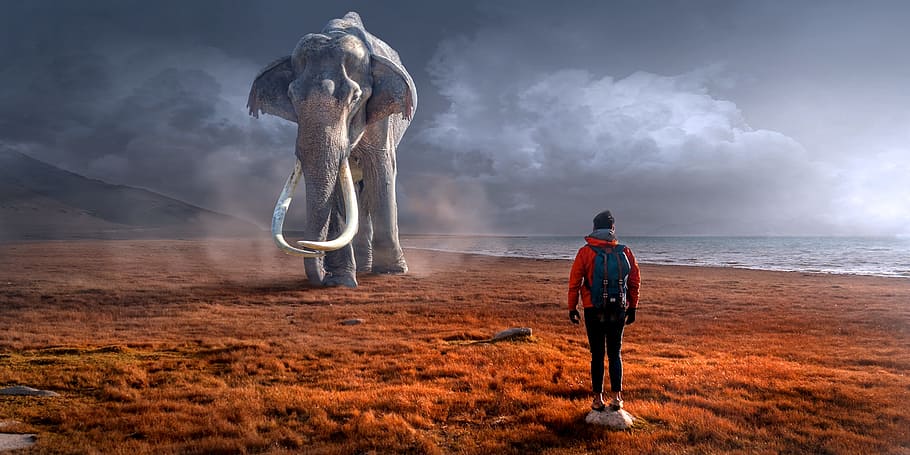 man, wearing, red, jacket, standing, front, gray, elephant, fantasy, landscape