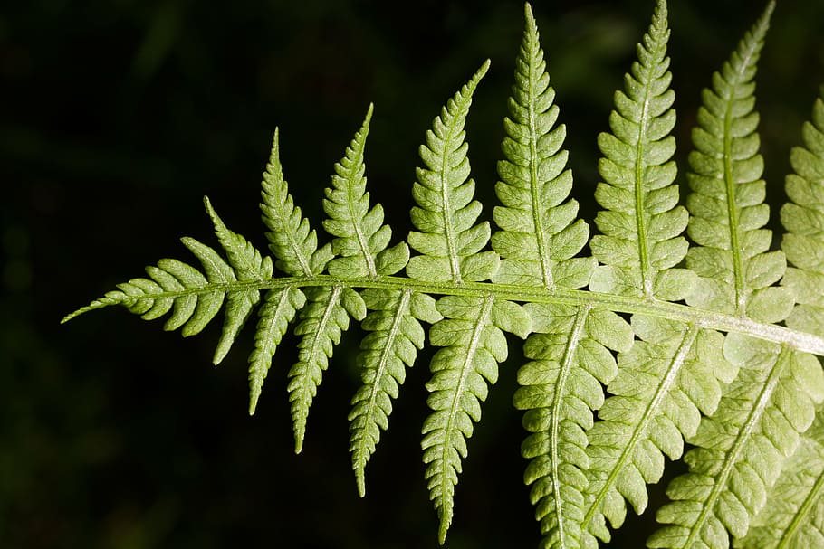 fern, fiddlehead, green, plant, vessel sporenpflanze, summer, structure, macro, fund, leaf