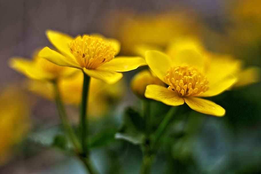 yellow, 5-petal, 5- petal flowers, selective, focus photography, faytime, yellow 5, petal, flowers, selective focus