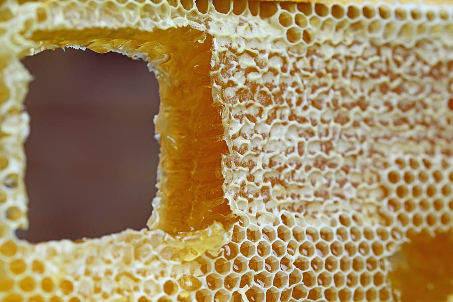 close-up photography, bee hive, honeycomb, comb, honey, wax cells, frame, hive, cells, golden