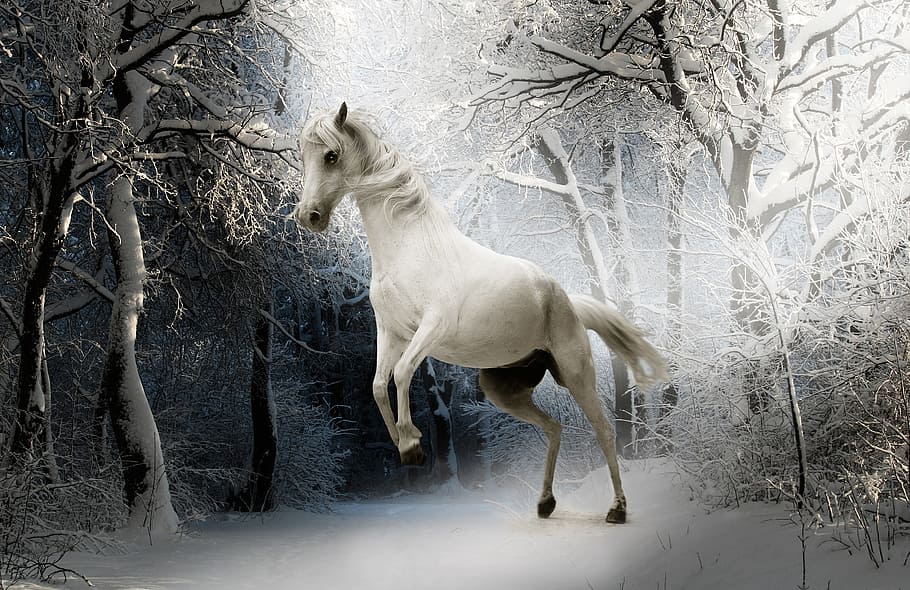 white, horse, bare, trees, animal, nature, mammal, ride, mare, eyes