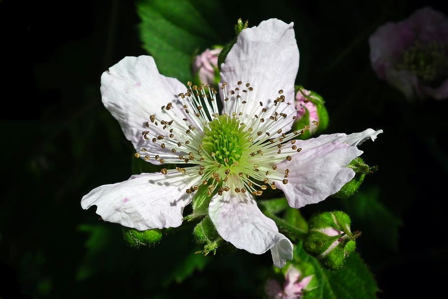 blackberry, flower, bezkolcowa, spring, blossoming, nature, white, bush, closeup, flowering plant