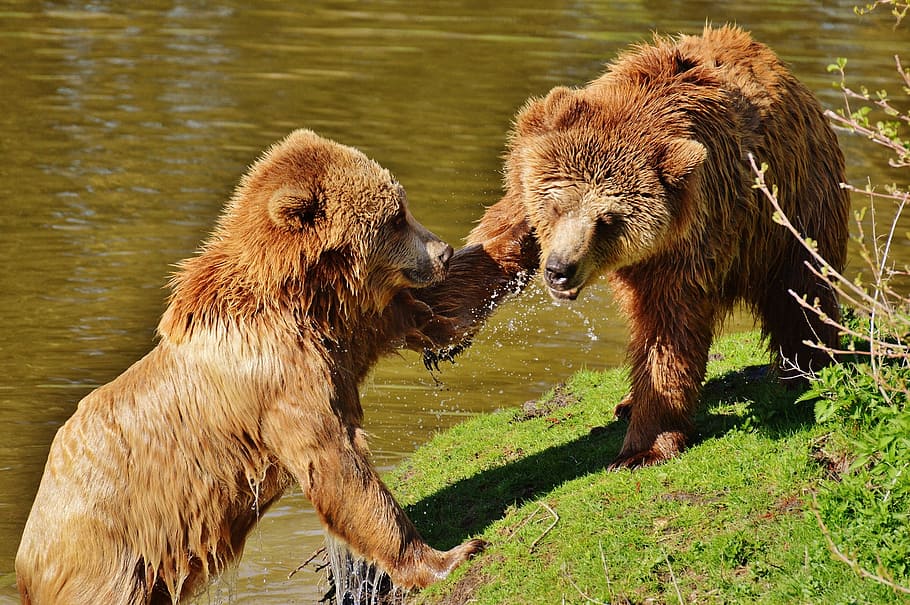 dua, coklat, beruang, danau, taman liar poing, bermain, menampar wajah, air, beruang coklat, hewan liar