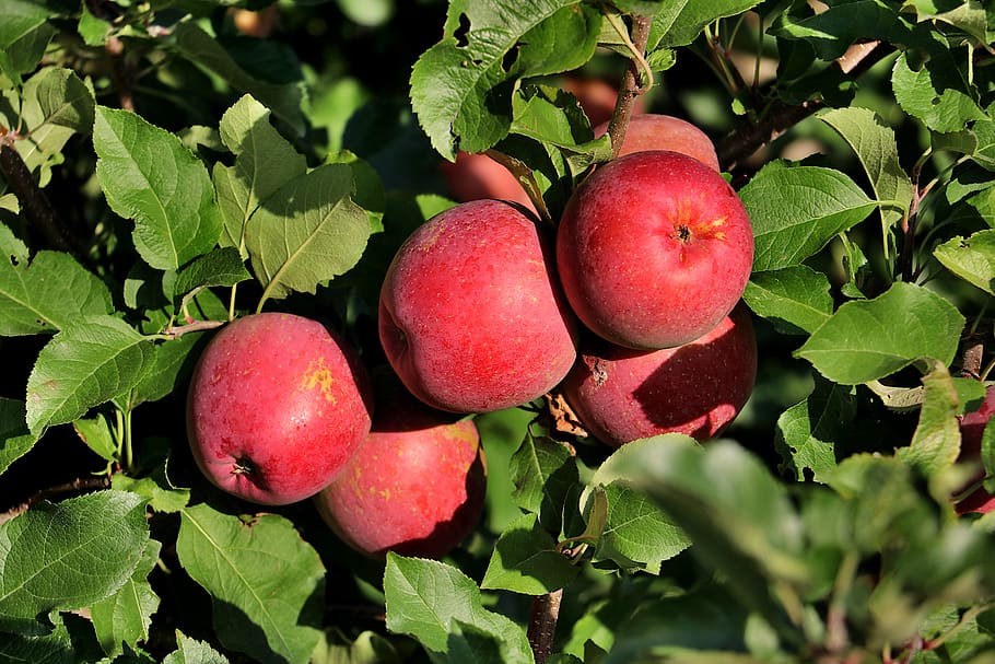 apple, fruit, apple orchard, orchard, ripe, fresh, vitamins, red, autumn, food