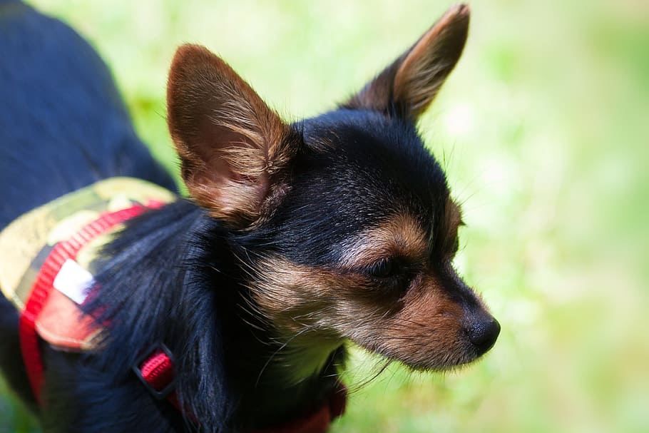Yorkshire Terrier, Híbrido, Chihuahua, fofa, preto, marrom, orelha, rosto, vista, grama