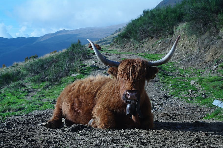 highland beef, ticino, nature concretely, tierhaltung welfare, mammal, animal, animal themes, horned, mountain, vertebrate