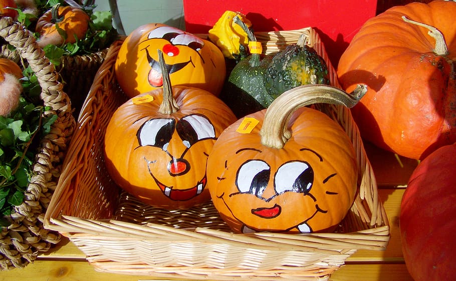 yellow squash, vegetables, agriculture, cheerful pumpkins, funny, food, pumpkin, harvest, celebration, food and drink
