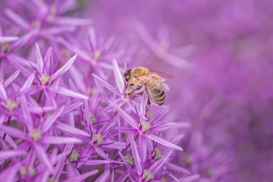 purple, pink, macro, bee, insect, plant, violet, pollination, close up, bloom