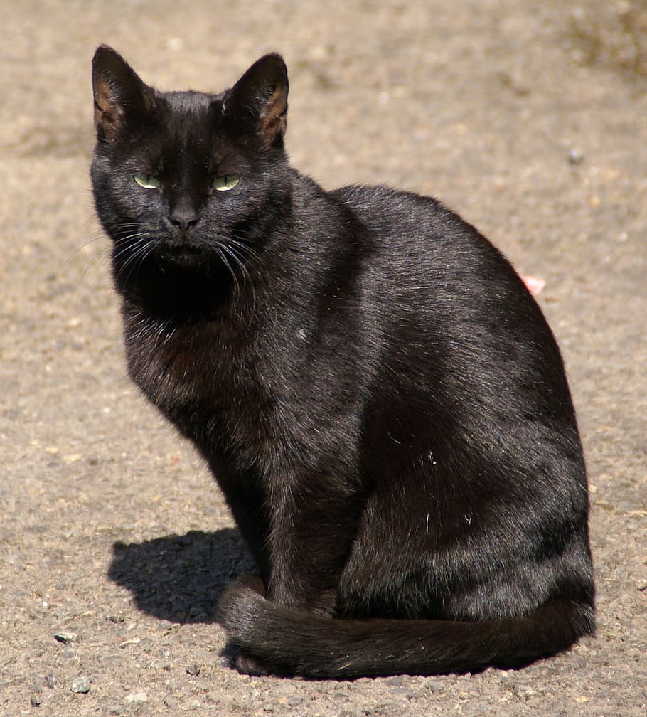 cat, black cat, animal, black, eyes, staring, kitty, pose, sit, sitting