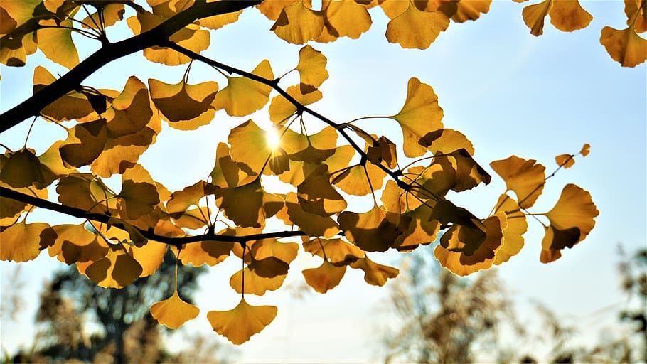 ginkgo, branches, leaves, yellow, autumn, background, tree, nature, deciduous tree, plant