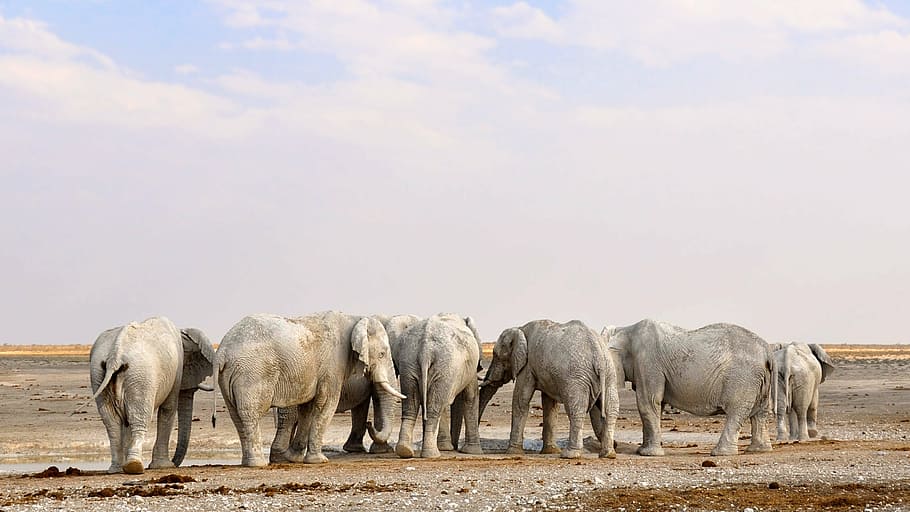 cinza, elefantes, deserto, durante o dia, áfrica, namíbia, natureza, seco, parque nacional, elefante